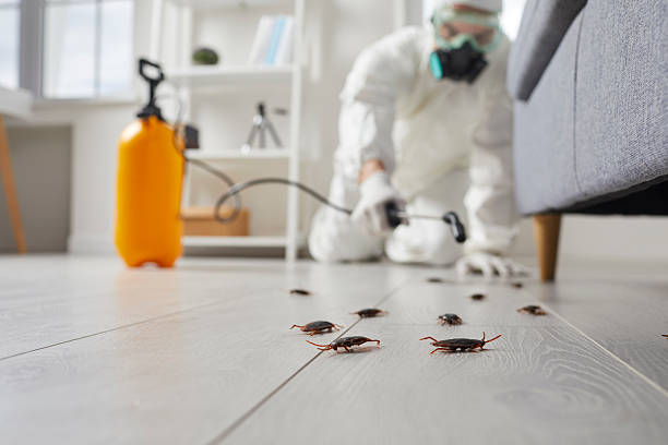 Post-Treatment Bed Bug Interceptor Monitoring in Wadsworth